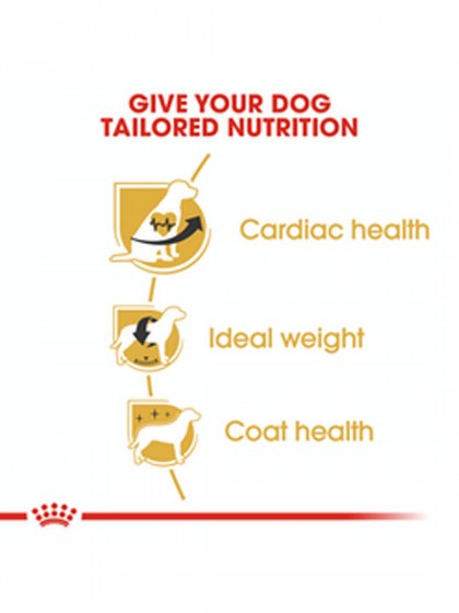 BHN CAVALIER KING CHARLES 1,5K_web4